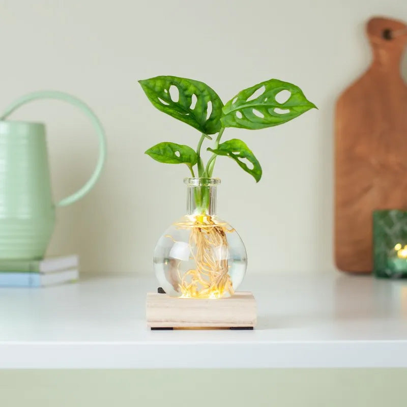 LED Hydroponic Plant Vase